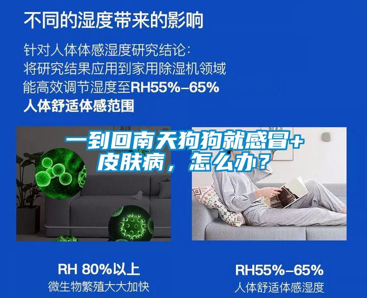 一到回南天狗狗就感冒+皮膚病，怎么辦？