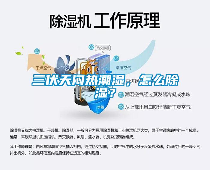 三伏天悶熱潮濕，怎么除濕？