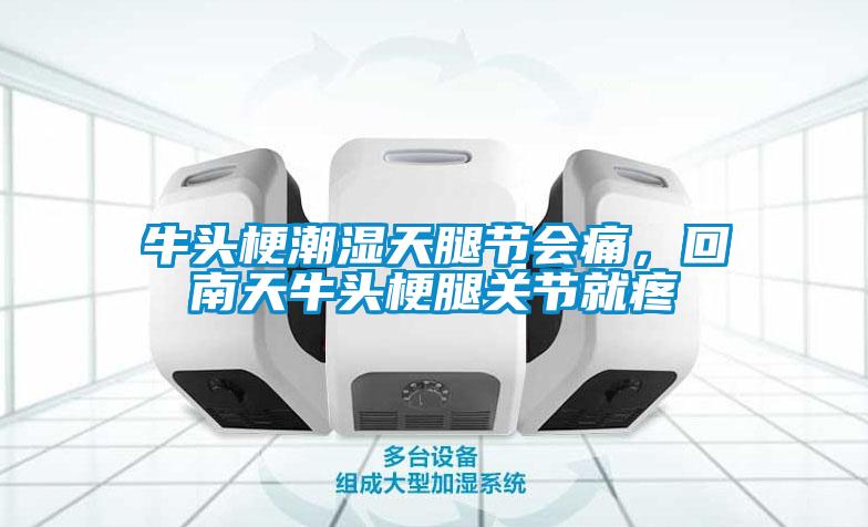 牛頭梗潮濕天腿節(jié)會(huì)痛，回南天牛頭梗腿關(guān)節(jié)就疼