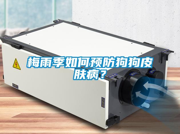 梅雨季如何預(yù)防狗狗皮膚病？