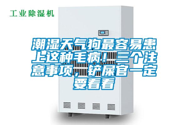 潮濕天氣狗最容易患上這種毛??！三個注意事項，鏟屎官一定要看看