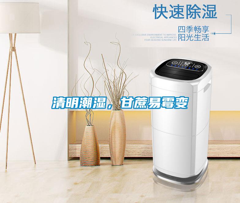 清明潮濕，甘蔗易霉變