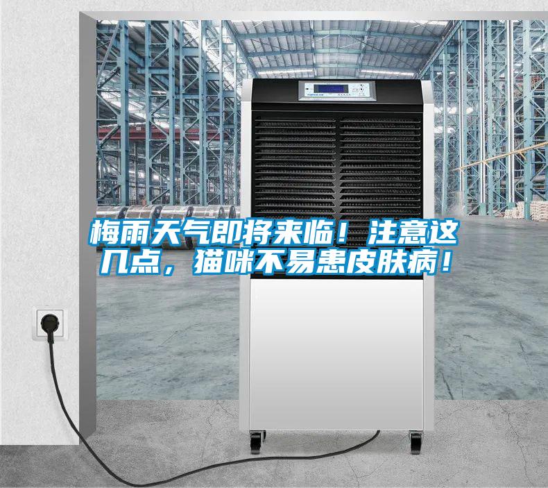 梅雨天氣即將來臨！注意這幾點，貓咪不易患皮膚??！