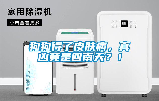 狗狗得了皮膚病，真兇竟是回南天？！