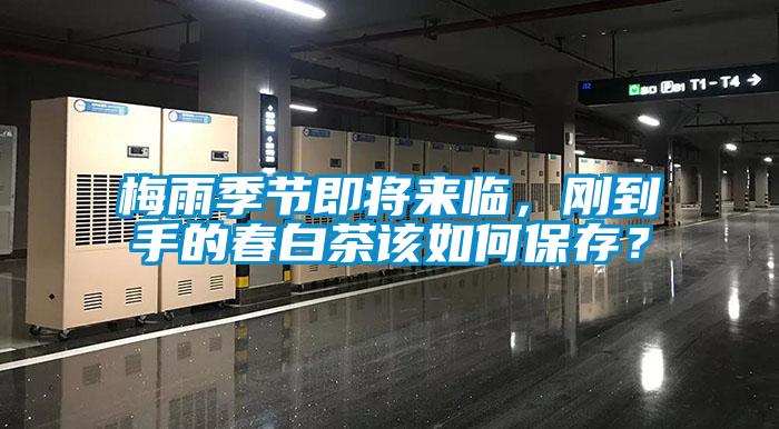 梅雨季節(jié)即將來臨，剛到手的春白茶該如何保存？