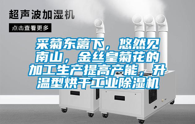 采菊東籬下，悠然見南山，金絲皇菊花的加工生產(chǎn)提高產(chǎn)能，升溫型烘干工業(yè)除濕機(jī)