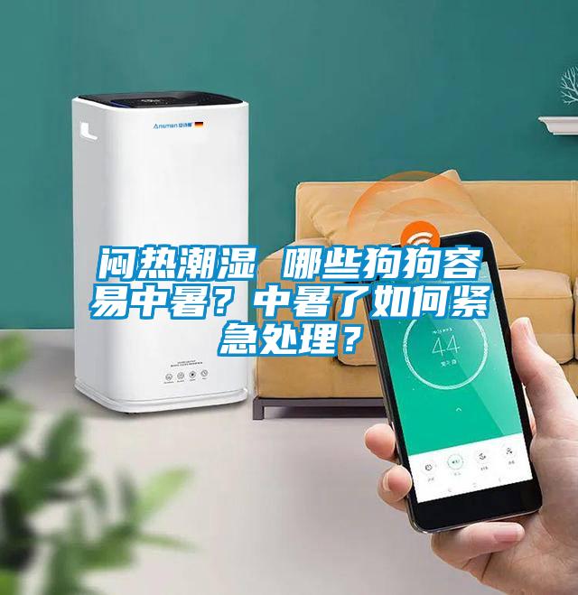 悶熱潮濕 哪些狗狗容易中暑？中暑了如何緊急處理？