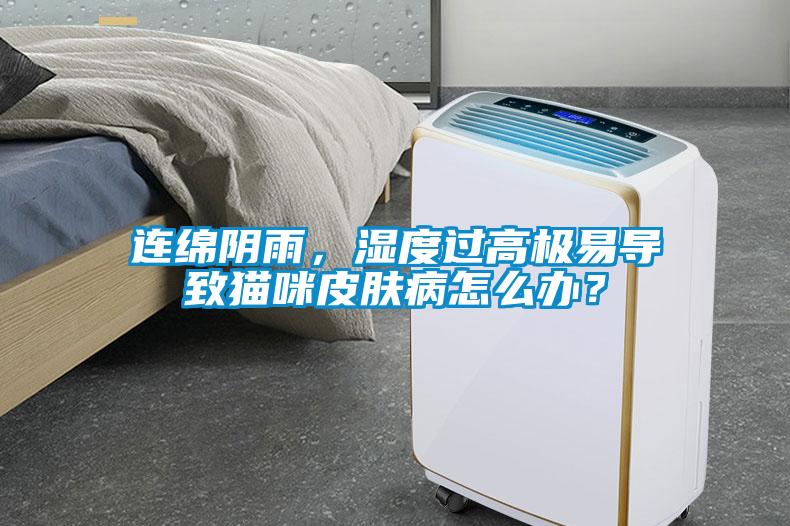 連綿陰雨，濕度過高極易導(dǎo)致貓咪皮膚病怎么辦？