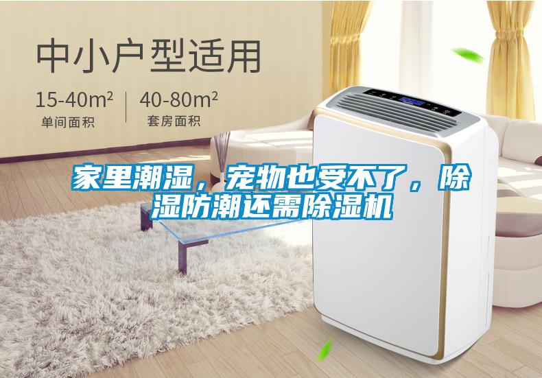 家里潮濕，寵物也受不了，除濕防潮還需除濕機(jī)
