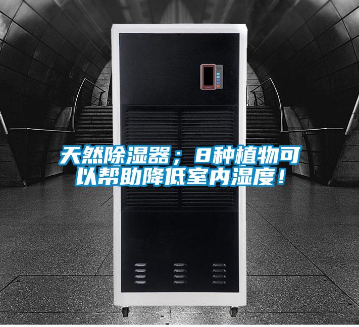 天然除濕器；8種植物可以幫助降低室內(nèi)濕度！